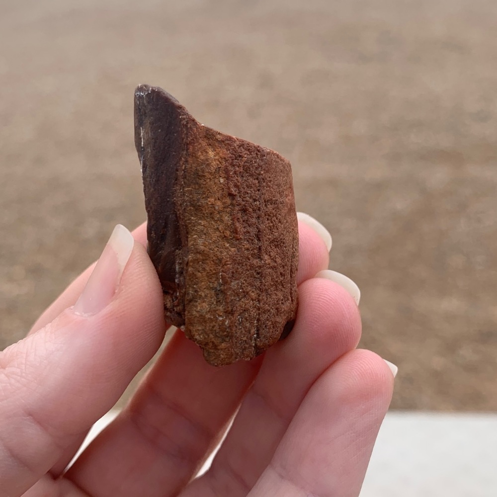 Agatized New Mexico Petrified Wood • Ancient Earth • Ancient Petrified Wood •